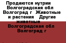 Продаются нутрии . - Волгоградская обл., Волгоград г. Животные и растения » Другие животные   . Волгоградская обл.,Волгоград г.